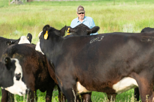 About Houtzel Black Hereford Cattle