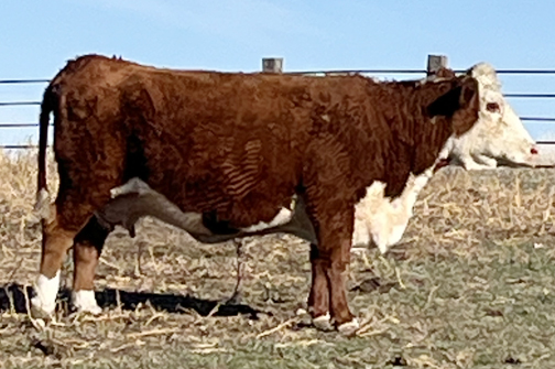 Our black Hereford Matriarch