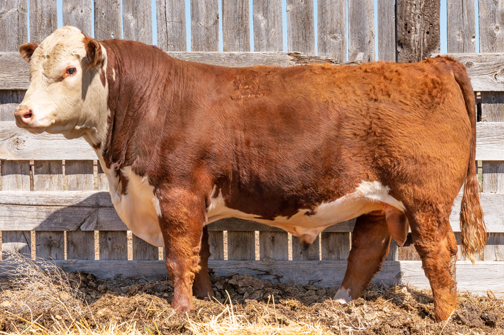 Our black Hereford Sire